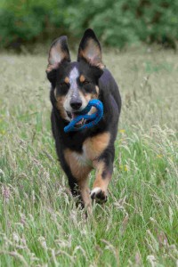 ALL dogs LOVE to retrieve