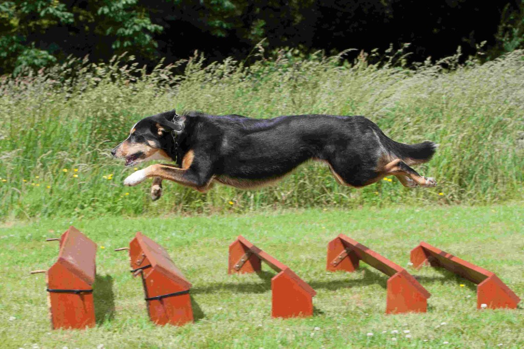 Get your dog flying at Rossway