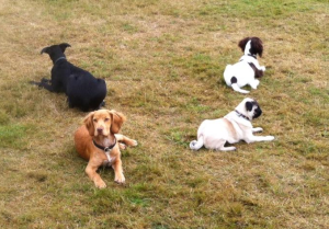 These puppies will stay like this for 2 minutes - does yours?