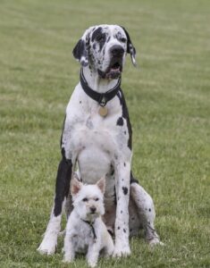 Rossway Dog Training - No dog too big, no dog too small
